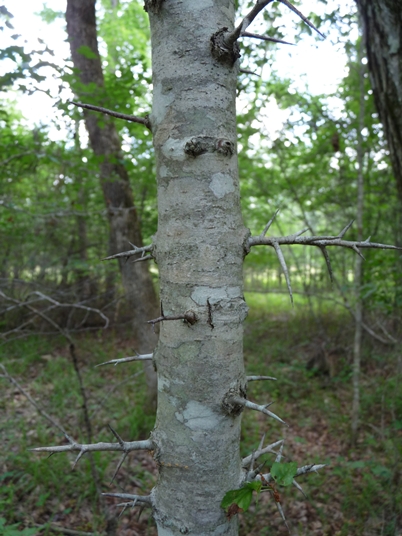 {Crataegus iracunda}
